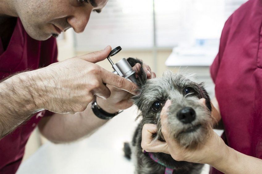 como sacar una garrapata de un perro que esta debajo de la piel
