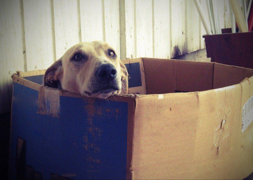 son realmente necesarias las pastillas para el gusano del corazón para los perros