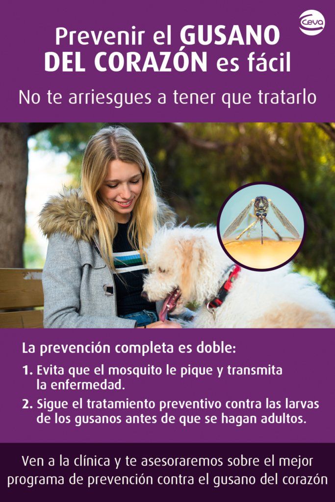 son necesarios los medicamentos contra el gusano del corazón para los perros