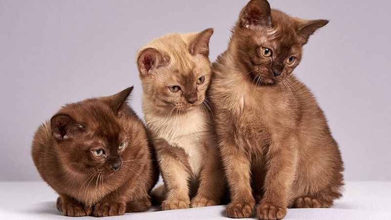 Clínica veterinaria gatos en Castellón Clínica veterinaria gatos en Castellón