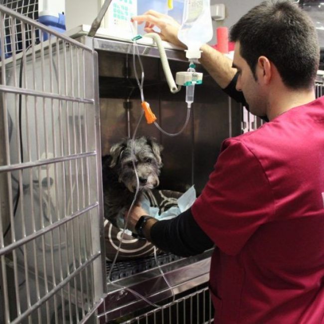 hospital veterinario de dia en Castellón