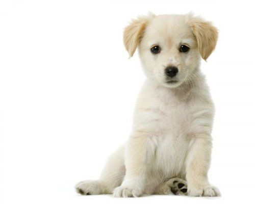 Displasia cadera perros prevencion