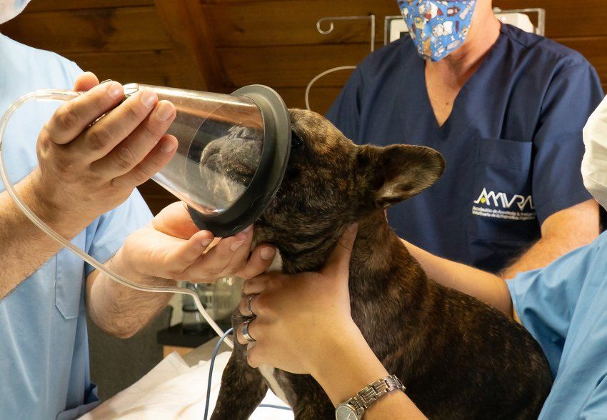 La anestesia veterinaria