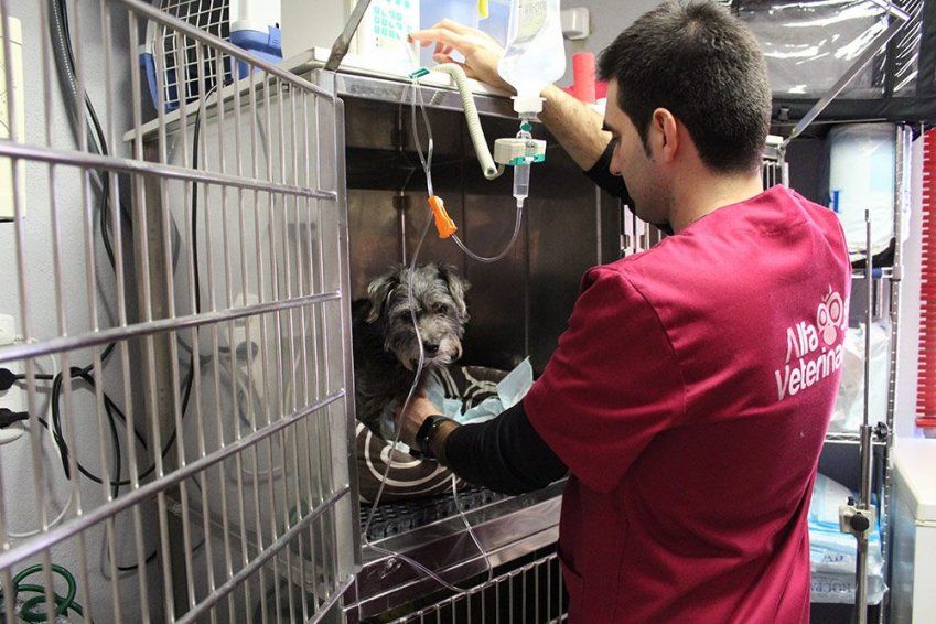 Parvovirus en los perros: qué es, síntomas y tratamiento Parvovirus en los perros: qué es, síntomas y tratamiento