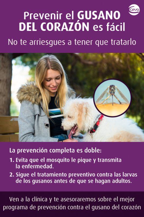 prevencion de la filaria prevencion de la filaria