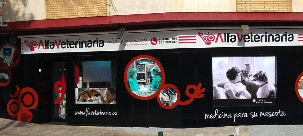 Consulta veterinaria en Castellón