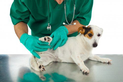 Alergia en perros