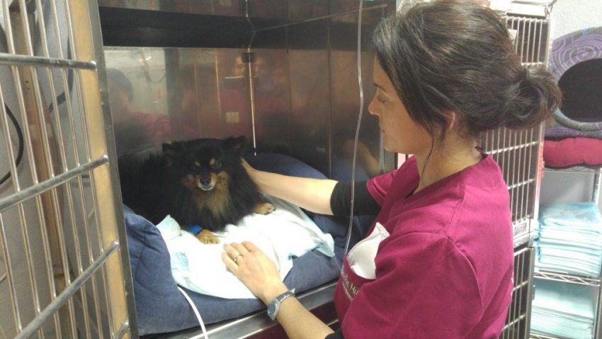 Hospital veterinario en Castellón Hospital veterinario en Castellón