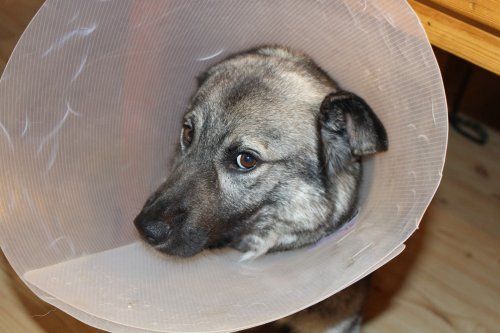 Otitis perros Otitis perros