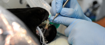 Odontología veterinaria en Castellón