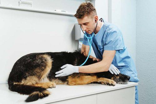 Alergia en perros