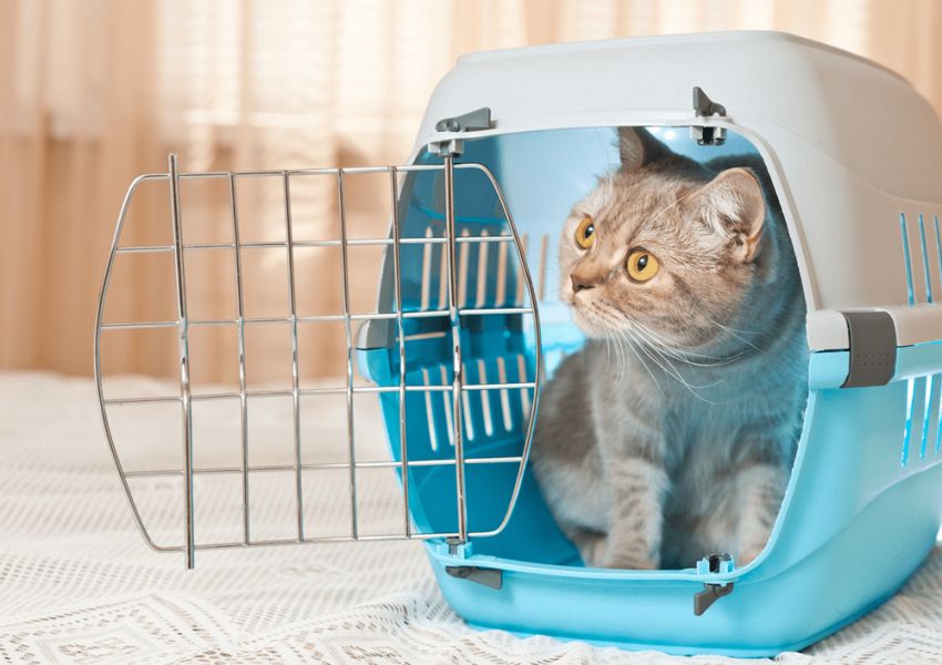 Radiografía para gato en Castellón Radiografía para gato en Castellón