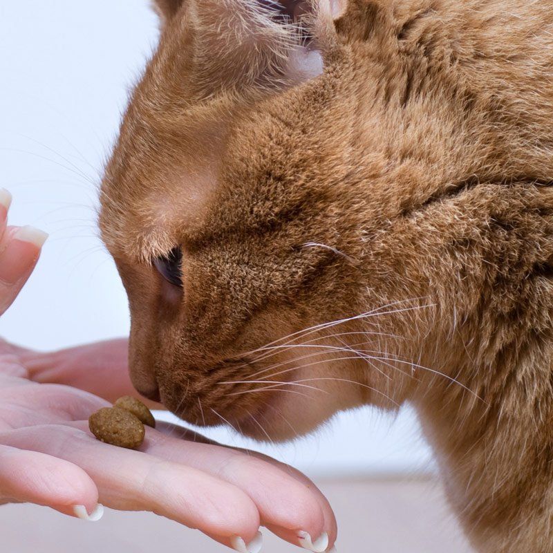 Vómitos en gatos Vómitos en gatos