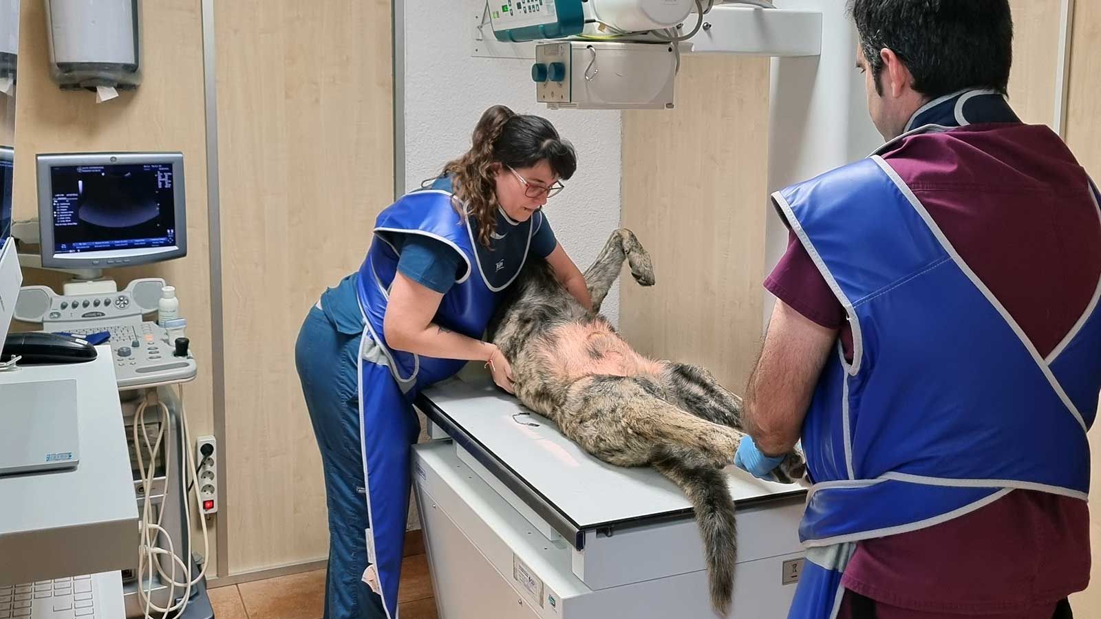 Centro de veterinaria en Castellón