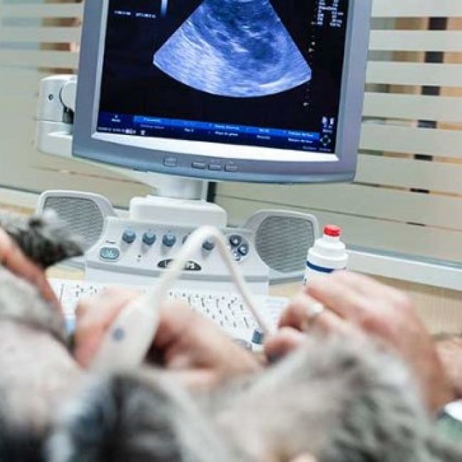 Clínica veterinaria Castellón