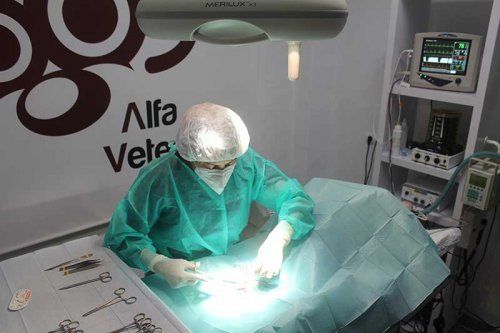 Esterilización de perros Esterilización de perros