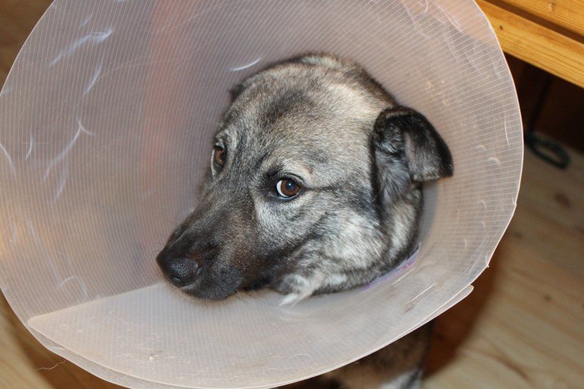 Otitis perros Otitis perros