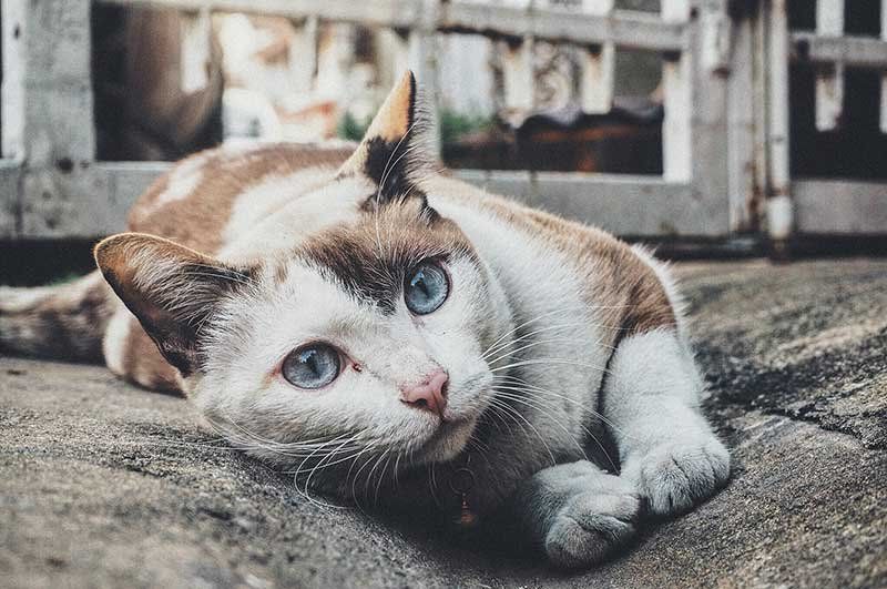 Vacuna trivalente para gatos en Castellón