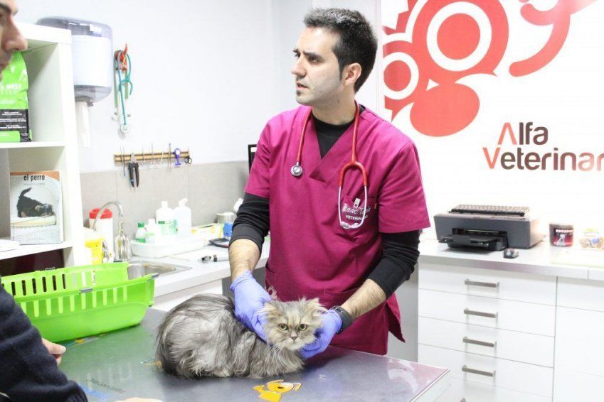 ¿Por qué mi gato se rasca? ¿Por qué mi gato se rasca?