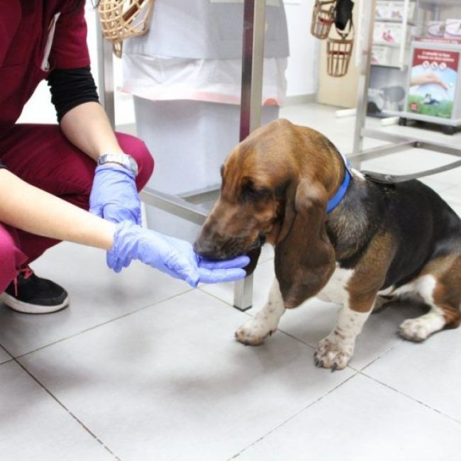 Limpieza dental veterinaria en Castellón