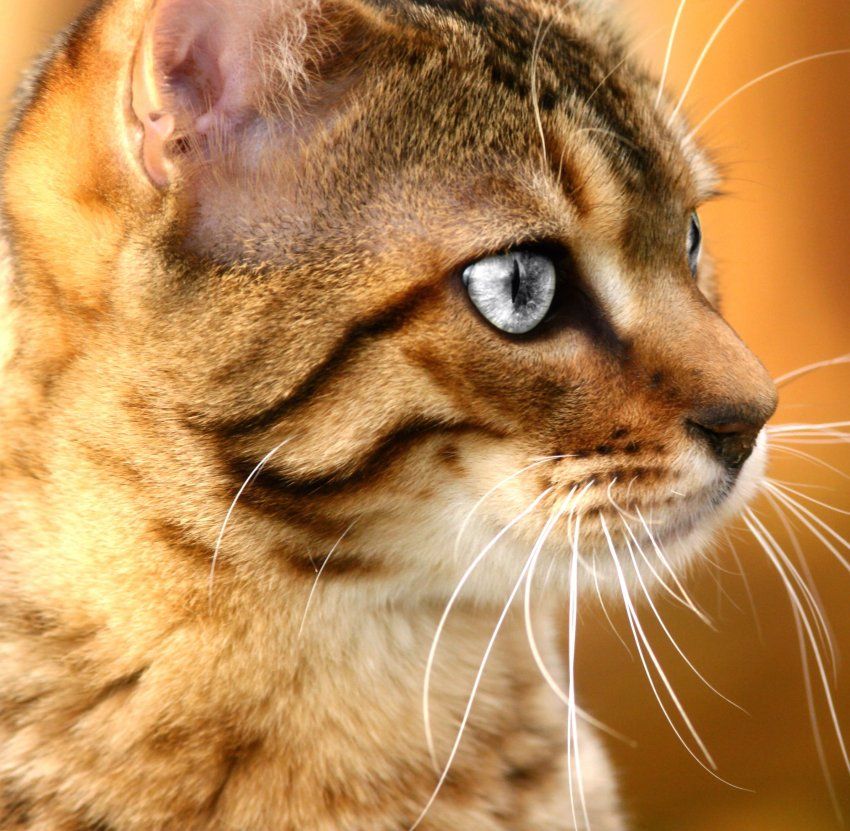Acné mentoniano felino Acné mentoniano felino