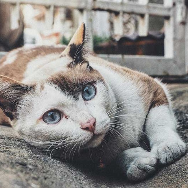 Castrar gatos en Castellón