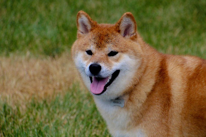 La rabia en tu perro La rabia en tu perro