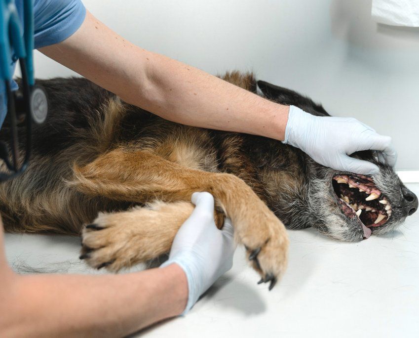 Por qué se le caen los dientes a mi perro Por qué se le caen los dientes a mi perro