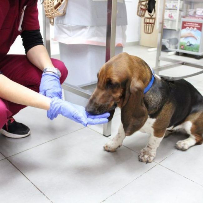 Limpieza dental veterinaria en Castellón