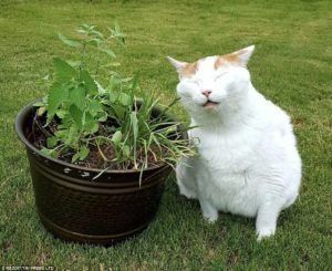 Catnip: la marihuana gatos