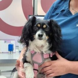 Servicios veterinarios para perros
