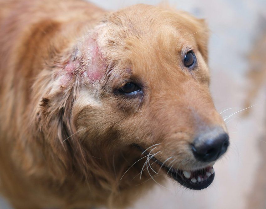 Leishmaniosis canina III Leishmaniosis canina III