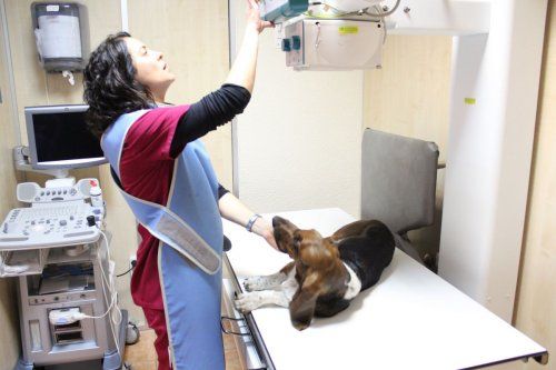 Artrosis en perros Castellón
