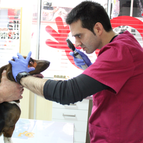 Cirugía oftálmica veterinaria en Castellón