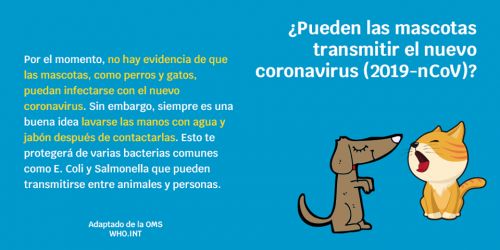 ¿Pueden las mascotas transmitir el nuevo coronavirus (COVID-19)?