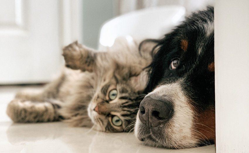 Diabetes en perros y gatos Diabetes en perros y gatos