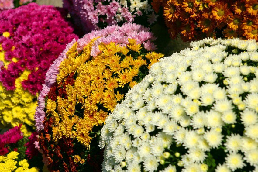 Plantas tóxicas y venenosas para gatos Plantas tóxicas y venenosas para gatos