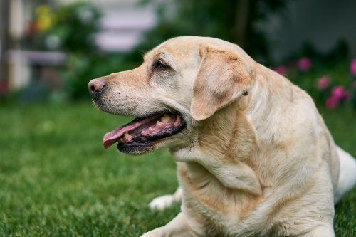 Ataques epilépticos en perros