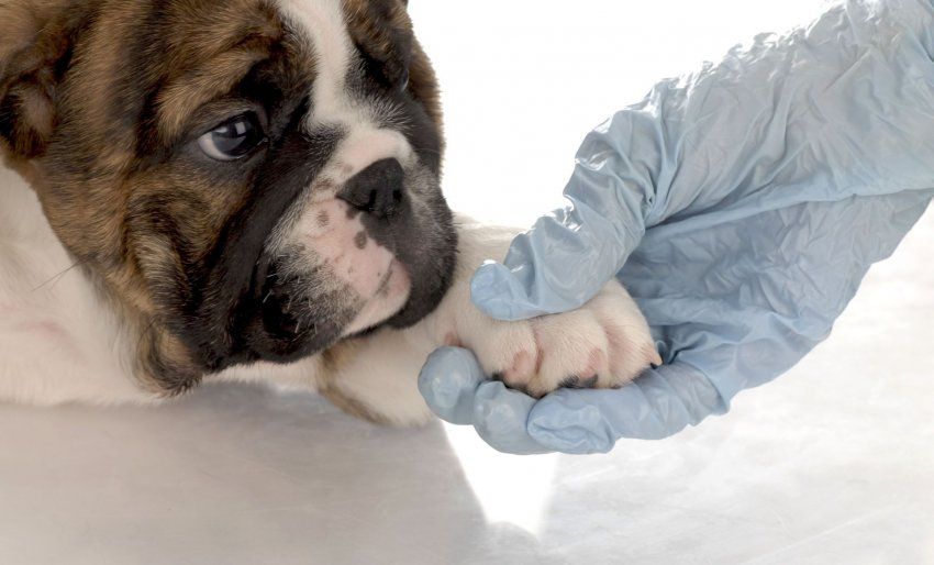 La giardia, un parásito muy molesto para tu perro La giardia, un parásito muy molesto para tu perro