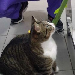 Servicios veterinarios para gatos