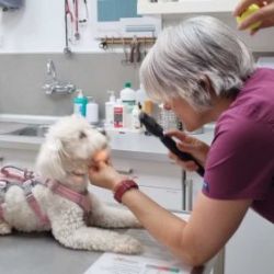 Servicios veterinarios en Castellón