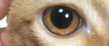 Cirugía oftálmica veterinaria en Castellón