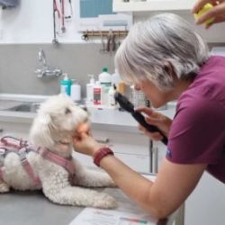 Servicios veterinarios en Castellón