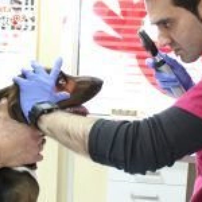 Revisiones veterinarias en Castellón