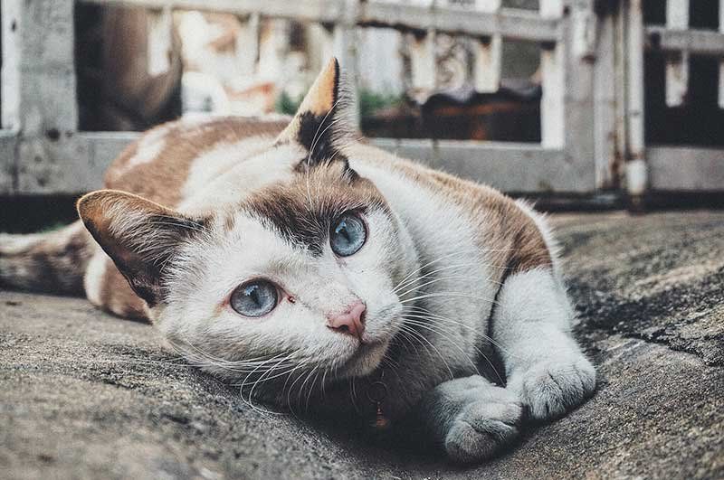 Esterilización de gatos en Castellón Esterilización de gatos en Castellón
