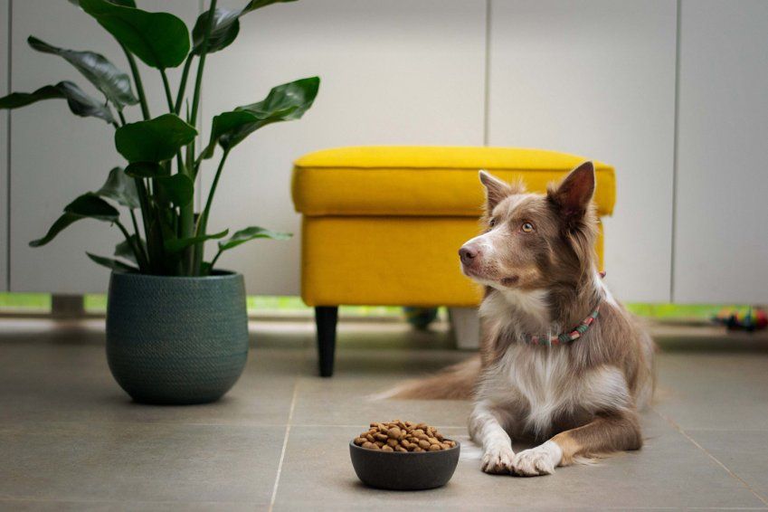 Pienso para perros sin cereales