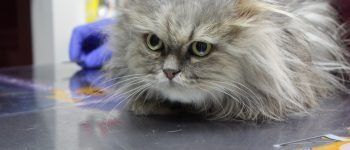 Desparasitar gatos en Castellón Desparasitar gatos en Castellón