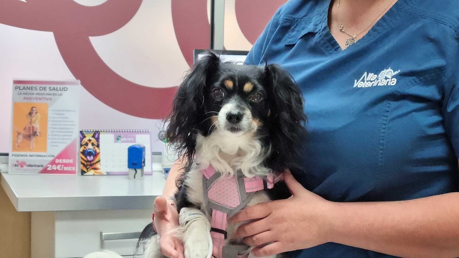 Servicios veterinarios para perros
