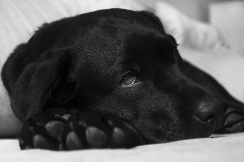 ¿Por qué vomita tu perro? ¿Por qué vomita tu perro?