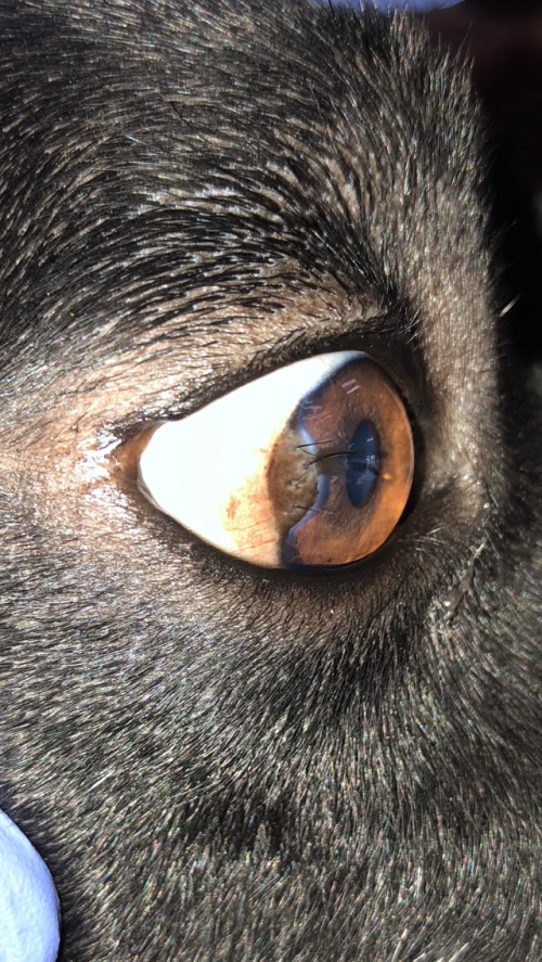 cirugía oftálmica veterinaria en Castellón